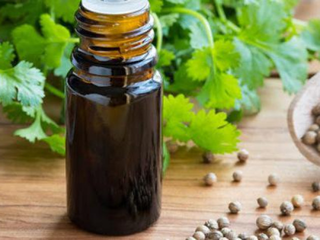 Sức khỏe đời sống - Ngỡ ngàng với tinh dầu mùi già hương thơm sát khuẩn khắp nhà, làm da đẹp trẻ trung