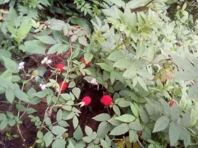 Thị trường - Tiêu dùng - Thứ quả gắn liền với tuổi thơ 8X lại gây sốt, trở thành hàng hiếm được săn lùng