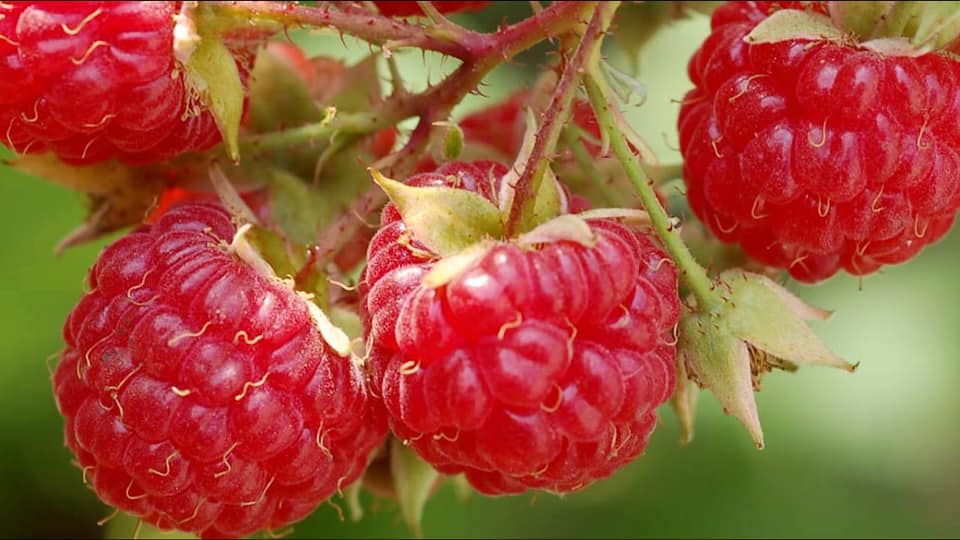 Quả&nbsp;mâm xôi trông đỏ mọng, vị chua nhẹ, hơi ngọt rất hấp dẫn