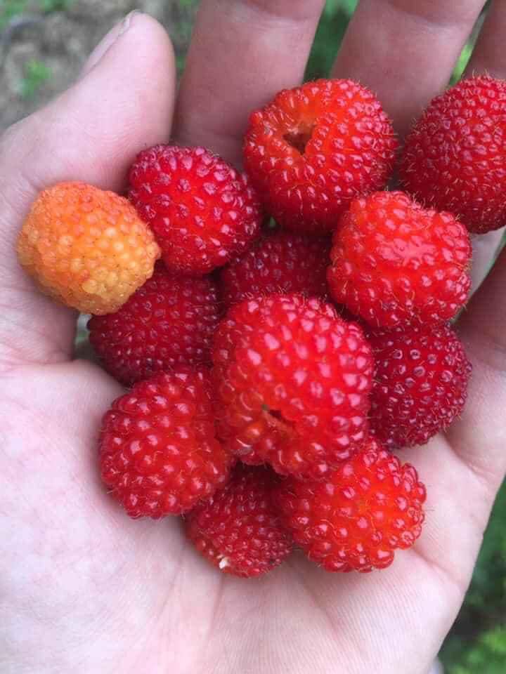 Thứ quả gắn liền với tuổi thơ 8X lại gây sốt, trở thành hàng hiếm được săn lùng - 2