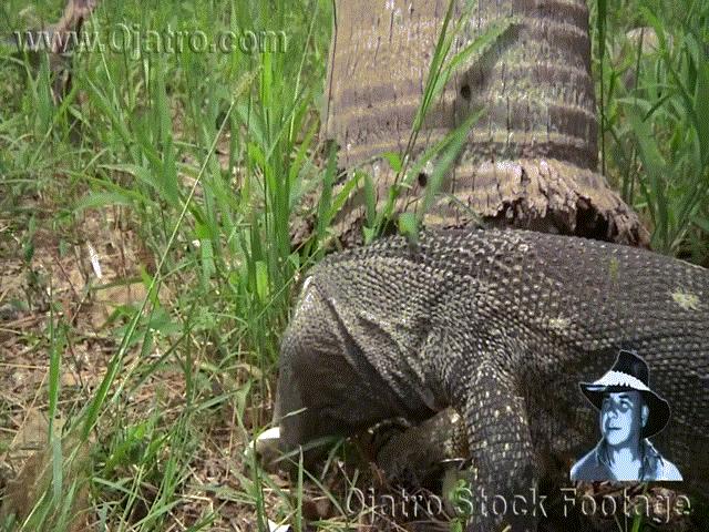 Phi thường - kỳ quặc - Video: Trăn non chào đời bị kỳ đà ngấu nghiến ăn sạch