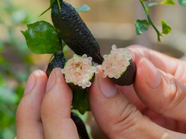 Ẩm thực - Loại chanh đắt nhất thế giới, trông như trứng cá muối khiến giới nhà giàu "mê mẩn"