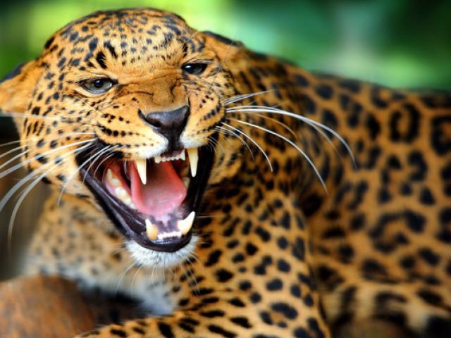 Media - Báo đốm xông vào trường học "khủng bố" nhân viên an ninh