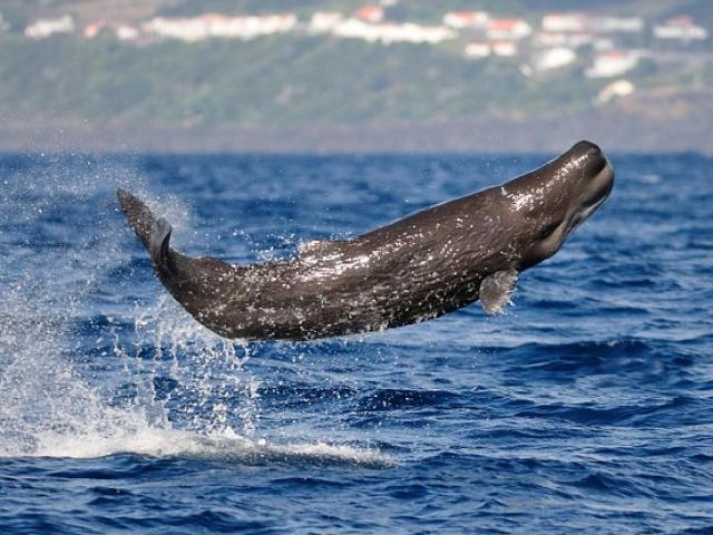 Media - Loài cá có vũ khí "tung hỏa mù" đỏ như máu để thoát thân