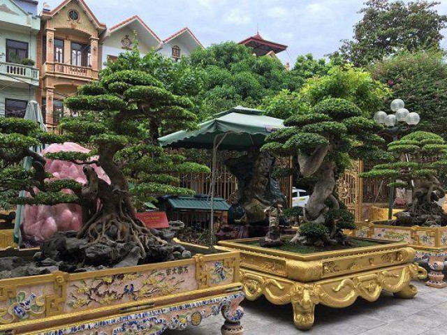 Thị trường - Tiêu dùng - Hoa mắt với cây cảnh "báu vật" của những đại gia Việt