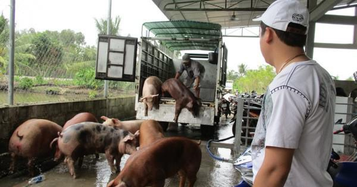 Thị trường - Tiêu dùng - Hụt nguồn heo Thái Lan, heo hơi trong nước tăng giá