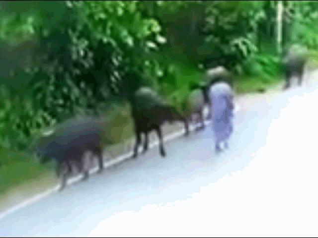 Media - Đang đi bộ, người phụ nữ bị "trâu điên" quăng quật đến bất tỉnh