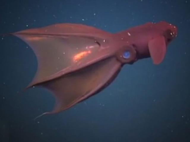 Media - Khám phá "mực ma cà rồng từ địa ngục" – "quái vật" sống 900m dưới đáy biển