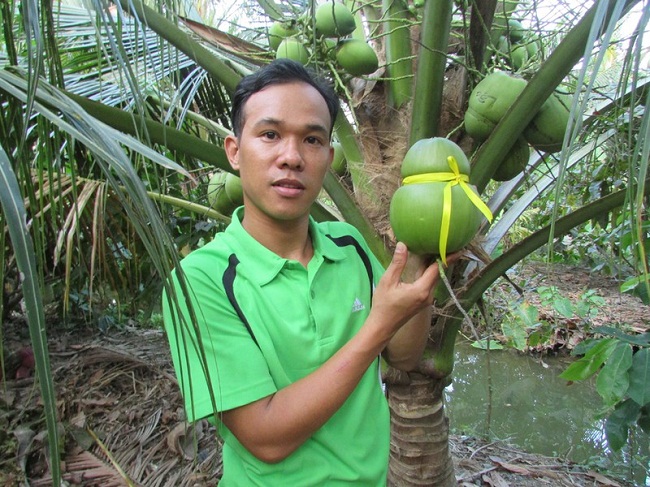 Nhờ cách tạo hình độc đáo, những trái dừa trong vườn&nbsp;anh Tâm&nbsp; mang về thu nhập gấp hàng chục lần