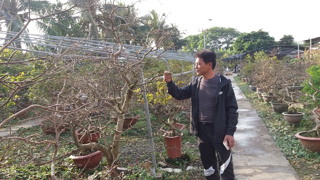 Vườn mai Yên Tử hơn 600 gốc được anh Tuấn nhân giống trồng tại Hải Phòng.