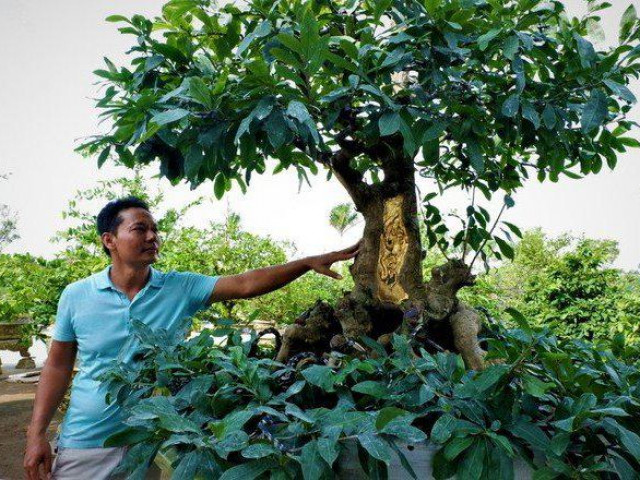 Thị trường - Tiêu dùng - Mãn nhãn ngắm cây mai vàng 100 tuổi dát 9 chỉ vàng SJC 9999 xác lập kỷ lục