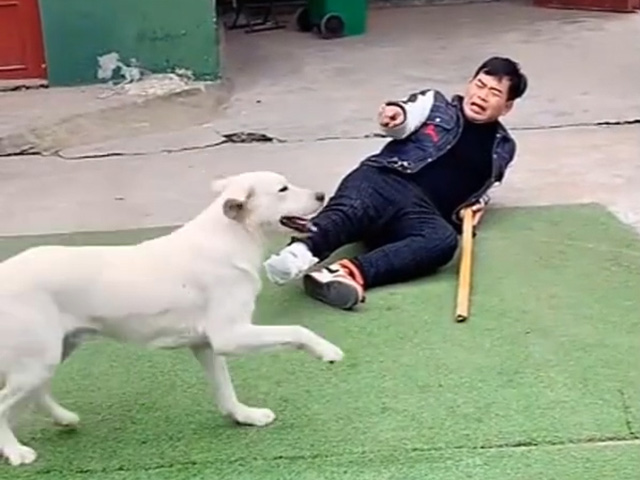 Clip hài hước - Chú cho có bản tính thích "cà khịa" nhất quả đất