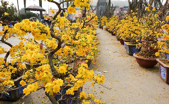 Có lẽ ít ai biết rằng, cây mai vàng có thể sống trên một trăm năm với cành lá um tùm, hoa mang sắc vàng rực đẹp mắt. Ngoài thiên nhiên, đa số các giống mai vàng tự rụng lá vào mùa đông và ra hoa vào mùa xuân.
