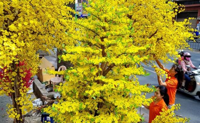 Hoa mai vàng tự nhiên có mùi thơm nồng nàn vào buổi sáng, mùi hương sẽ nhẹ dần vào các thời điểm còn lại trong ngày. Do đó, chúng ta thường lặt hết lá vào tháng chạp âm lịch để kích thích cho cây mai ra hoa rộ vào dịp Tết Nguyên Đán.
