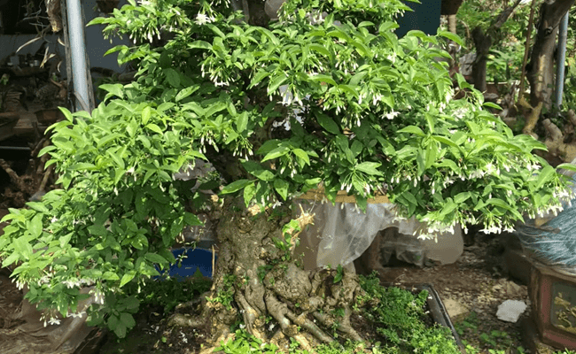 Mai chiếu thủy là một loại cây cảnh rất có giá trị. Cây giống thô có giá chỉ từ vài trăm ngàn đồng/cây. Nhưng tùy theo từng cây được tạo thế, chúng sẽ có giá bán từ vài triệu đến vài trăm triệu đồng/chậu.
