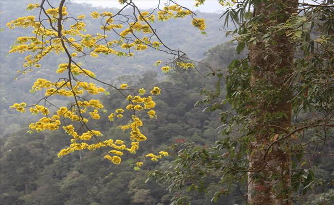 Mai núi (mai rừng) là loại mai vàng tuyệt đẹp, thường mọc trên núi hoặc trong rừng. Hoa có số lượng cánh khá dày, từ 12-18 cánh.
