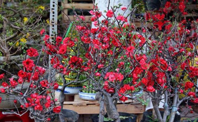 Sau Tết, những cây mai đỏ còn lại cũng được dân chơi cây cảnh sưu tầm về để nhân giống và tạo dáng để sử dụng vào năm sau.
