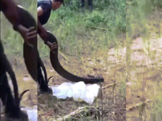 Phi thường - kỳ quặc - Video: Rắn hổ mang chúa "khủng" nặng 21kg ở Đồng Nai