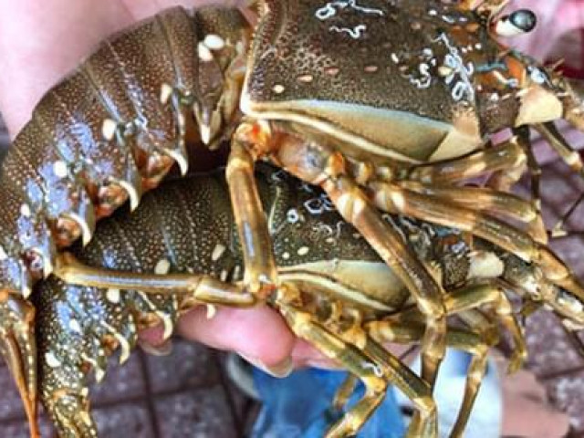 Thị trường - Tiêu dùng - Tôm hùm tăng giá gấp 2-3 lần, cửa hàng mong khách thông cảm