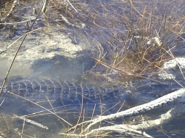 Media - Thua cuộc trong trận tử chiến, trăn miến điện trở thành bữa ăn cho cá sấu khủng