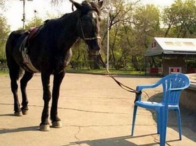 Ngoan ngoãn ở yên đây nhé, cột chắc lắm rồi đó.
