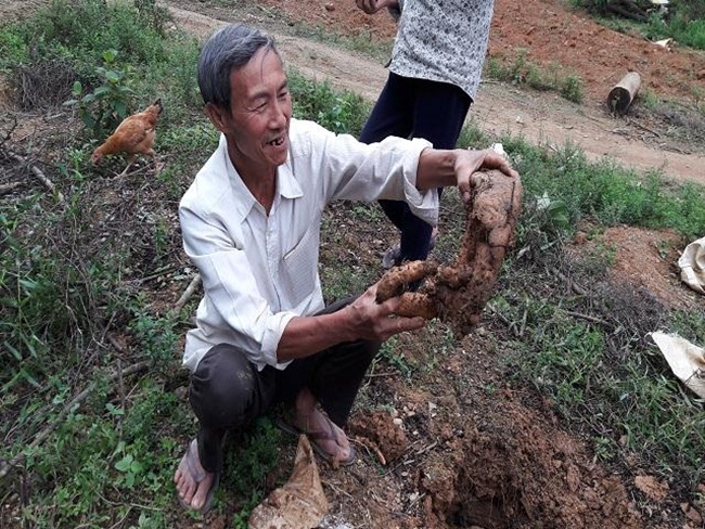 Trước đây, người ta phải đào trên rừng trồng thứ có củ rất dài này nhưng có người đã tinh ý đem về trồng thử và kiếm được nhiều tiền.
