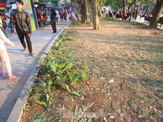 Tin tức trong ngày - Thảm hoa hồ Hoàn Kiếm "nát bươm" sau giao thừa và Tết Dương lịch