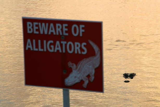 Biển cảnh báo được cắm gần “kênh cá sấu” ở Florida (ảnh: Daily Star)