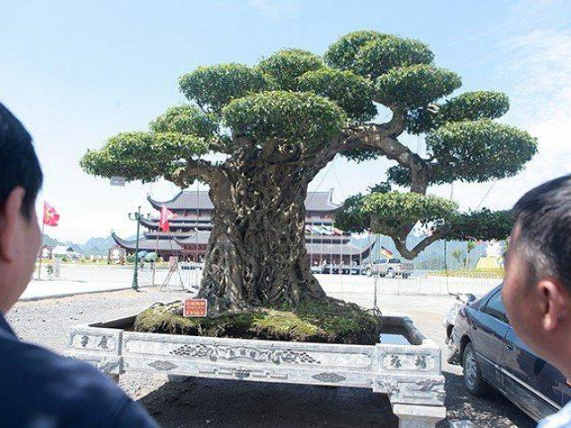 Thị trường - Tiêu dùng - Sốc: cây sanh vô giá trị "hô biến" thành tác phẩm "voi ma mút" tiền tỷ