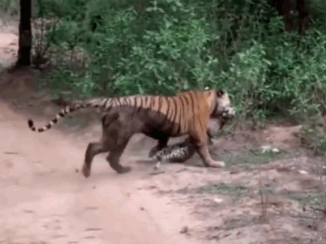 Media - Clip: Hổ tung đòn kết liễu báo đốm ngay trước mặt du khách