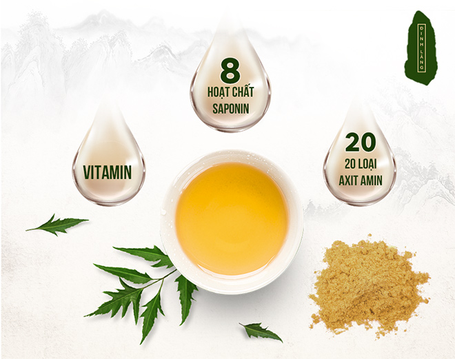 Rễ Đinh Lăng lá xẻ chứa nhiều vitamin, 20 acid amin và 8 loại Saponin