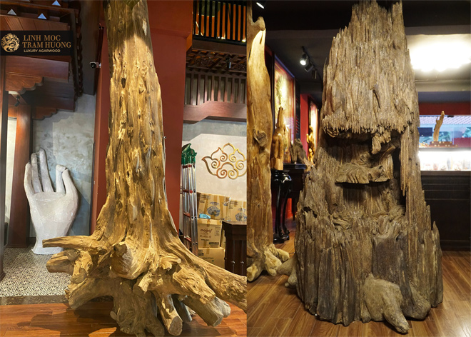 Những gốc trầm hương khổng lồ cao chạm trần nhà.