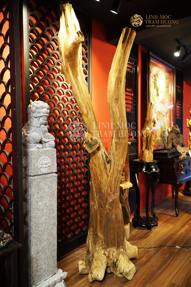 Cây trầm tốc banh đỏ cao 2,5m. Hàng hiếm còn sót lại