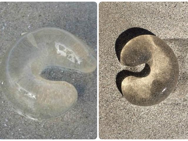 Phi thường - kỳ quặc - Nhìn thấy "bao cao su của cá” ở bờ biển, đừng chạm tay vào