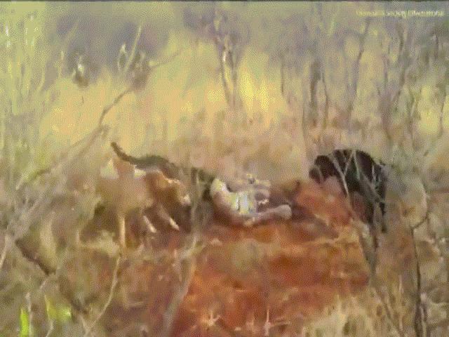 Phi thường - kỳ quặc - Video: Rùng mình khoảnh khắc đàn chó săn điên cuồng cắn xé báo đốm