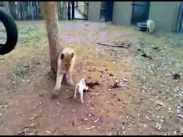 Phi thường - kỳ quặc - Video: Thấy sư tử mon men cướp thịt, chó con điên tiết nhảy chồm lên cắn