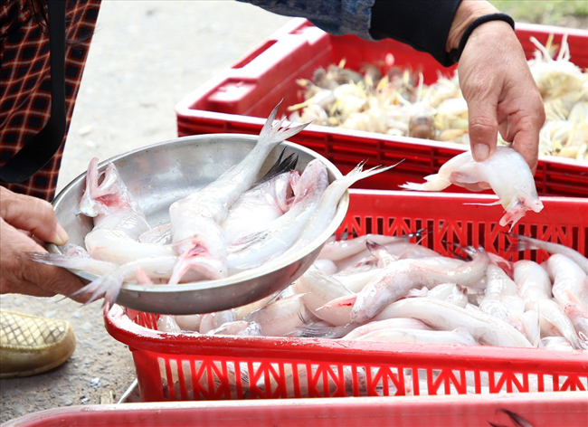 Trước đây loài cá này có lúc được dùng cho gia súc ăn, nhưng bây giờ trở thành món ăn rất ngon được nhiều người tìm mua khi rộ mùa vào mùa đông.
