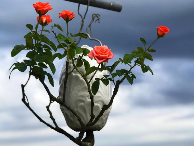 Thị trường - Tiêu dùng - Mua cây “rẻ tiền” về trồng “ngược”, khách trả cả chục triệu vẫn không bán