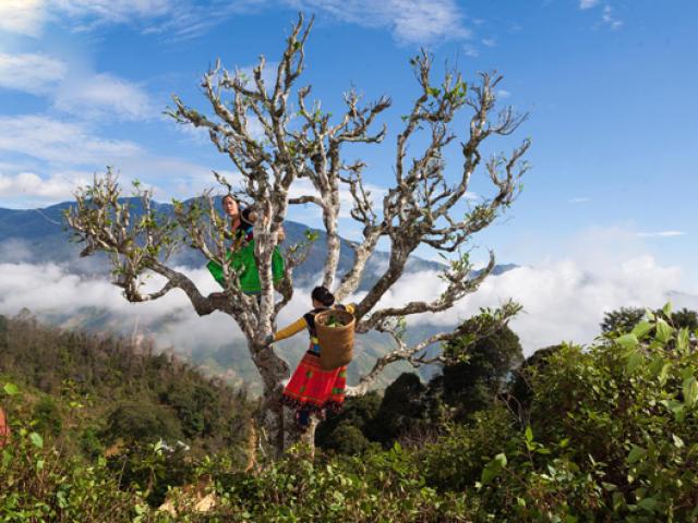 Thị trường - Tiêu dùng - Loại chè giá 25 triệu đồng/kg, khách “chậm chân” là không có để mua