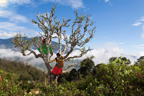 Người dân thu hái rồi bán lại cho các cơ sở sản xuất chè.