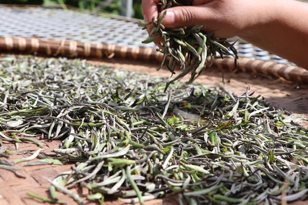 Chè Shan tuyết có cách làm riêng để giữ nguyên được hương vị đặc trưng của nó.