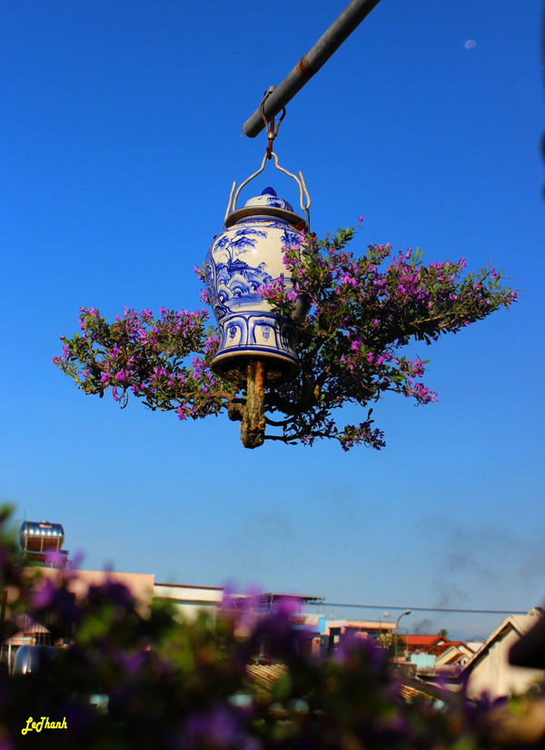 Mua cây “rẻ tiền” về trồng “ngược”, khách trả cả chục triệu vẫn không bán - 2