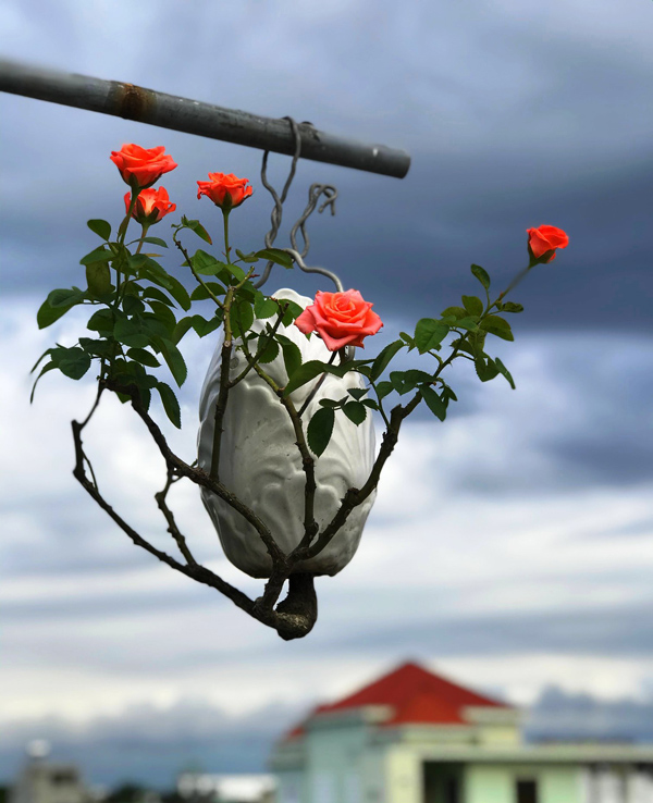 Mua cây “rẻ tiền” về trồng “ngược”, khách trả cả chục triệu vẫn không bán - 4