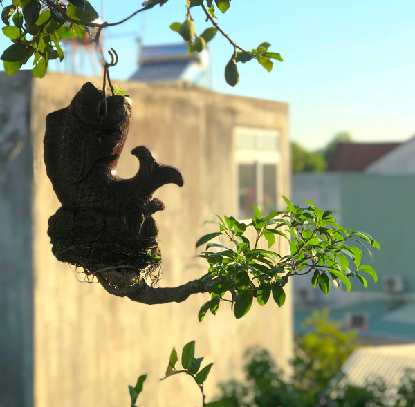 Một số tác phẩm bonsai ngược của ông Lê Thạnh.