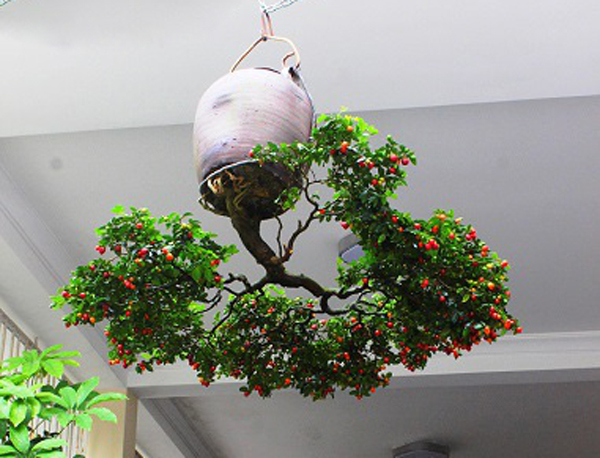 Cây quýt này ông thích nhất, ông mua từ Quảng Ngãi với giá 1,2 triệu đồng. Bây giờ, cây có gốc to bằng bắp tay, ra rất nhiều quả mỗi khi đến mùa.