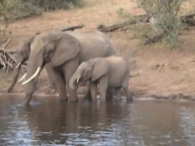 Media - Mải mê uống nước, voi mẹ hoảng hồn vì bị cá sấu đớp trúng vòi