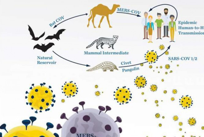 Phát hiện mới: Các sản phẩm tự nhiên có thể chống lại virus gây chết người như SARS-CoV-2 - 1