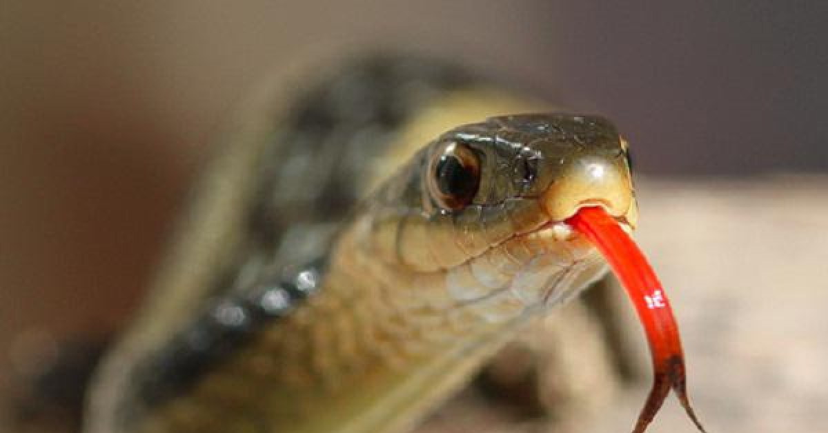 Phi thường - kỳ quặc - "Giật mình" khi biết lý do vì sao lưỡi loài rắn lại chẻ làm đôi