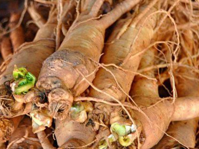 Thị trường - Tiêu dùng - "Ngã ngửa" với sâm tươi Hàn Quốc giá 500.000 đồng/kg