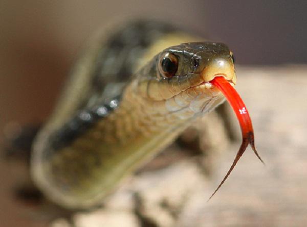 Cận cảnh chiếc lưỡi chẻ đôi của loài rắn - Ảnh: Minh họa